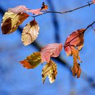 Herbstblätter