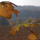 Herbstblätter