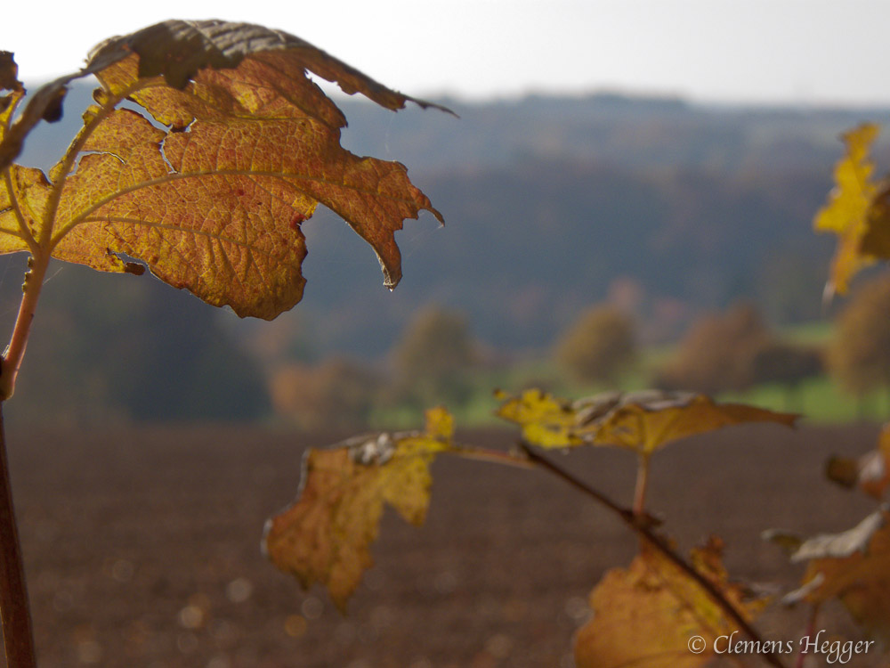 Herbstblätter