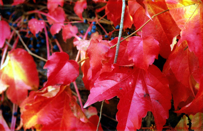 Herbstblätter