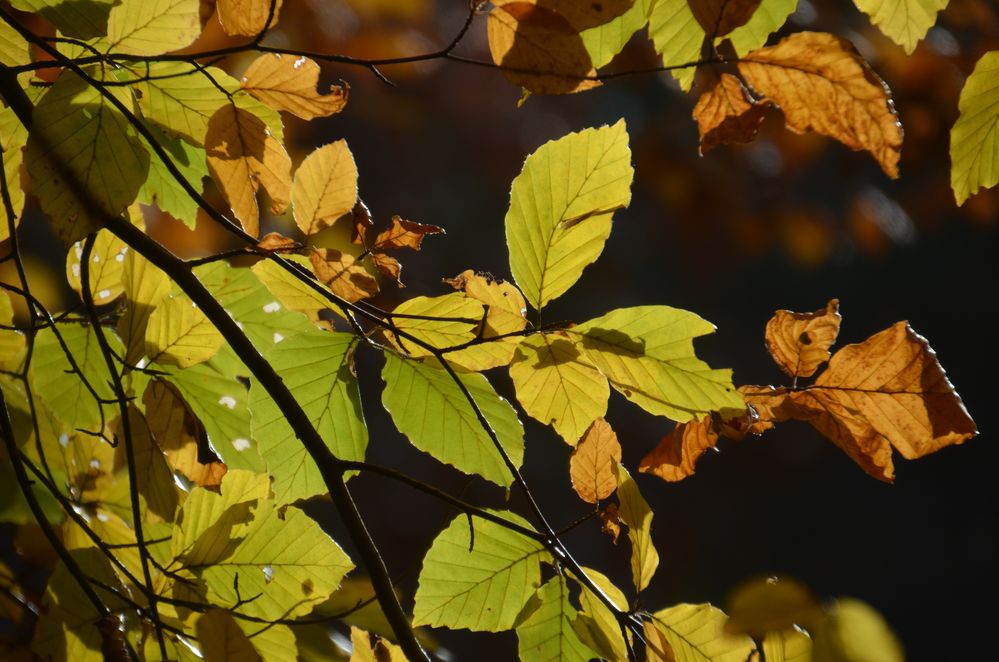 Herbstblätter fotografiert von Hartmut