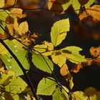 Herbstblätter fotografiert von Hartmut