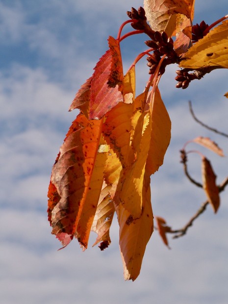 Herbstblätter gegen blauen Himmel