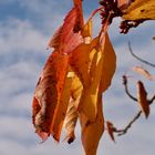 Herbstblätter gegen blauen Himmel