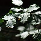 Herbstblätter I