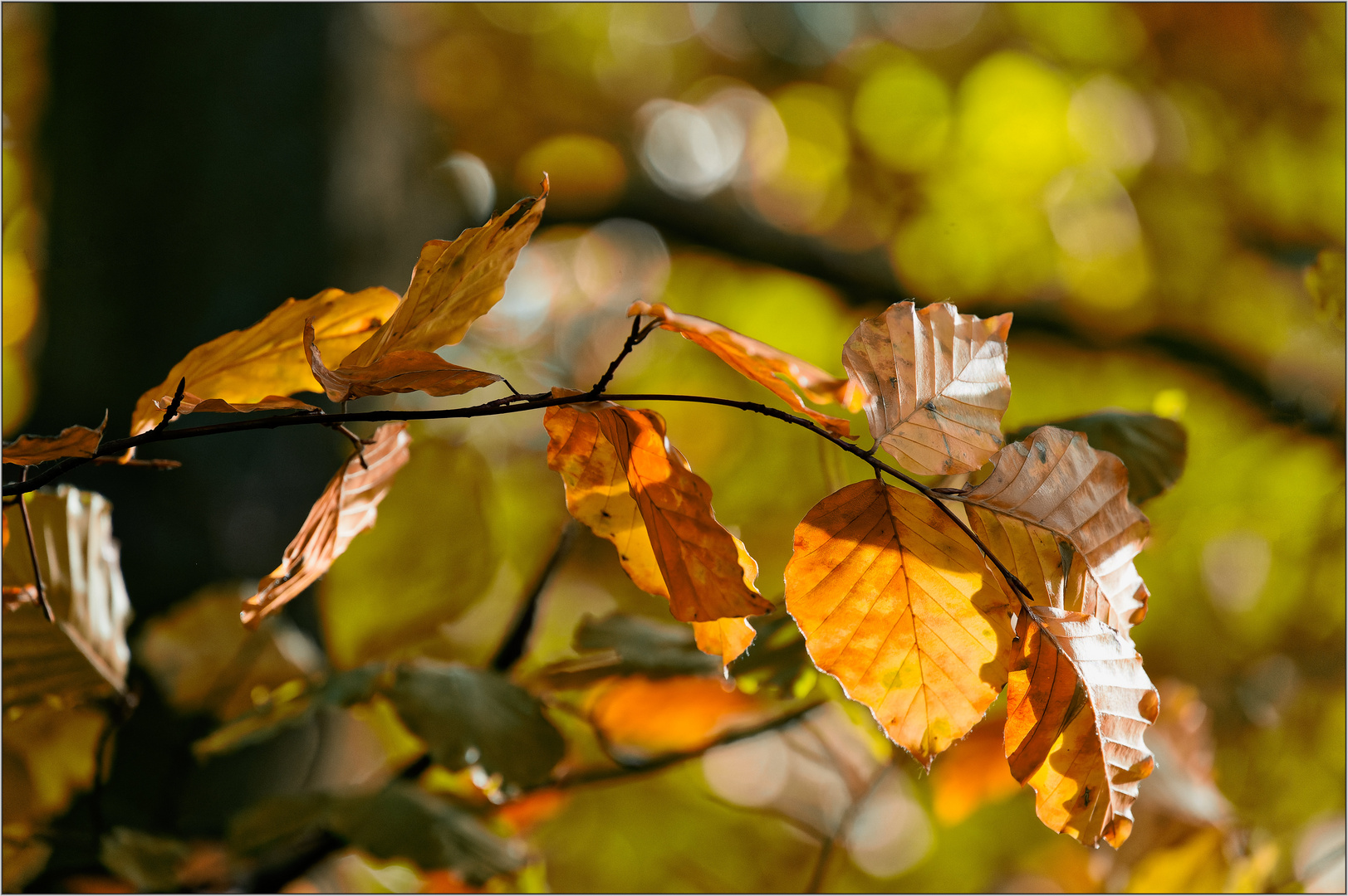 Herbstblätter I