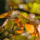 Herbstblätter I