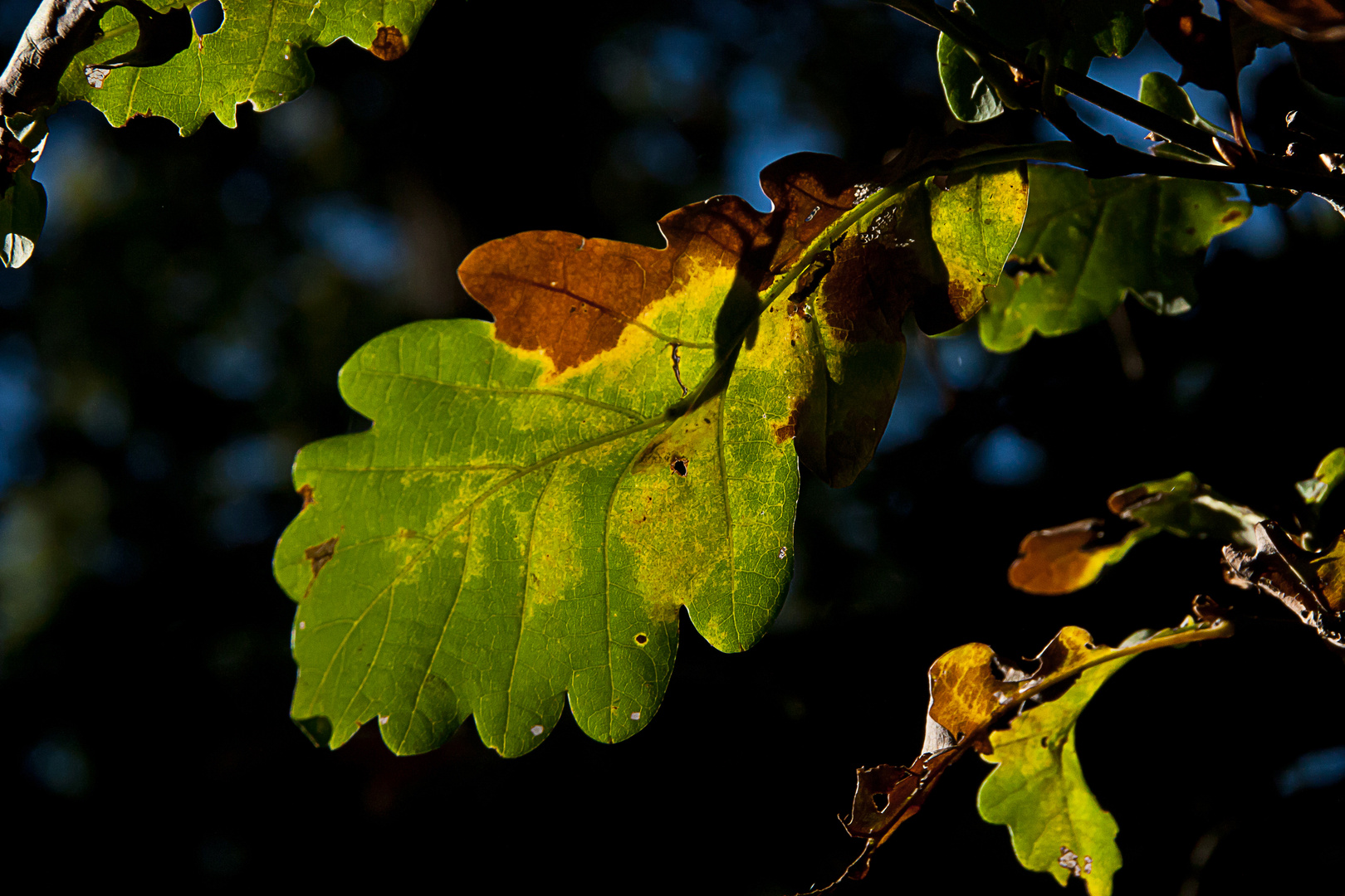 Herbstblätter I