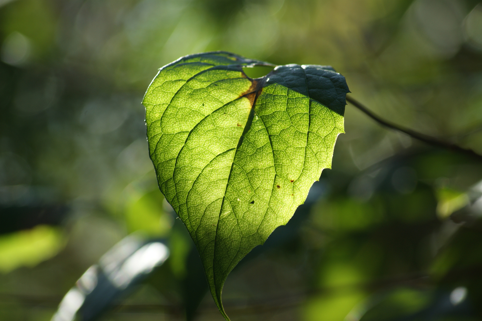 Herbstblätter II