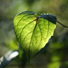 Herbstblätter II