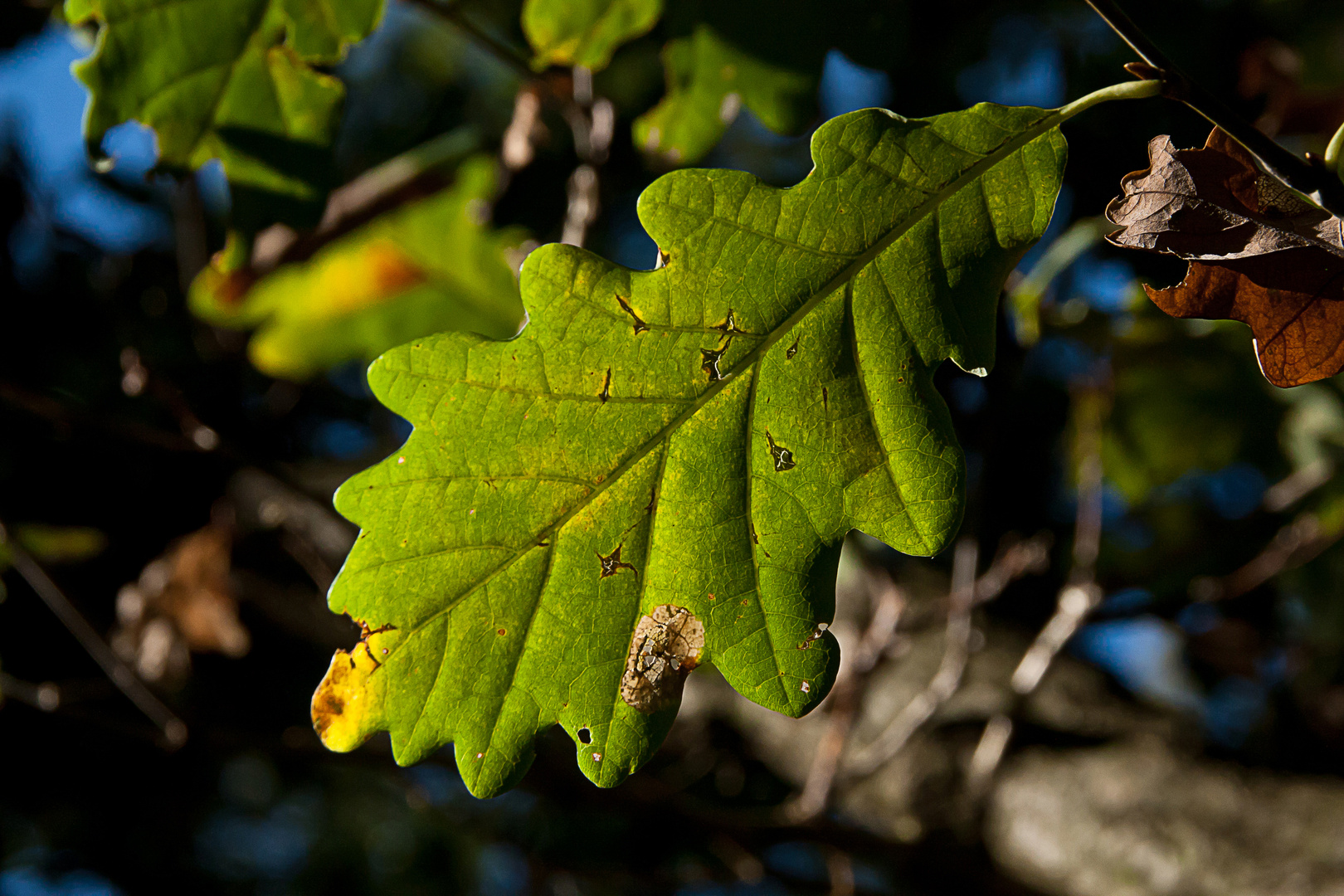 Herbstblätter II