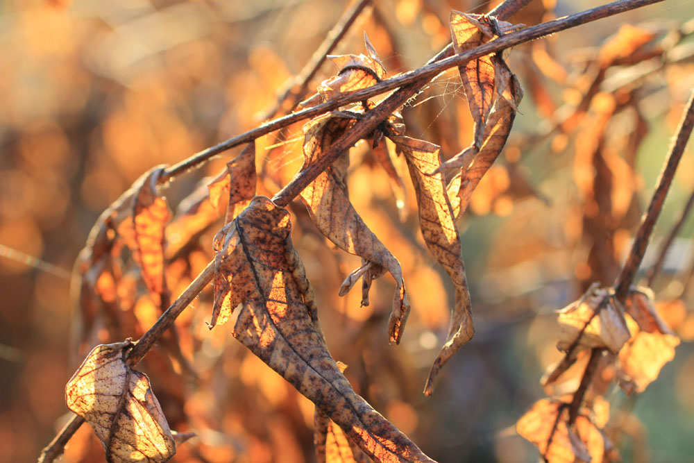 Herbstblätter II