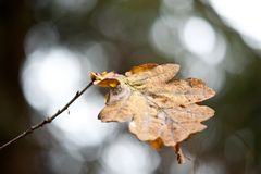 Herbstblätter II