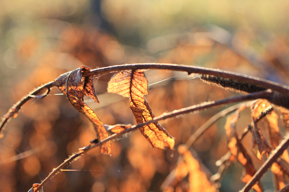 Herbstblätter III