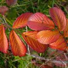 Herbstblätter im  Abendlicht