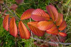 Herbstblätter im  Abendlicht