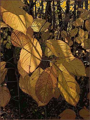 Herbstblätter im Büchig de Norbert Jüdt