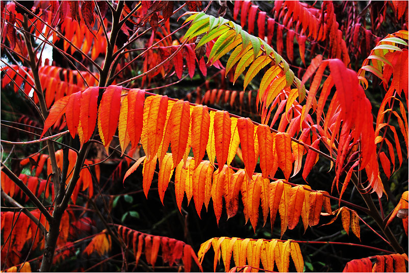 Herbstblätter im bunten Kleid.........