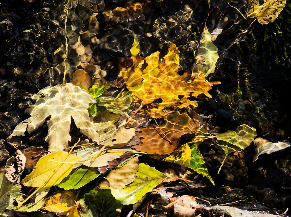 Herbstblätter im Dorfbach