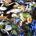 "Herbstblätter im Fluss"
