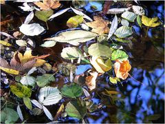 "Herbstblätter im Fluss"