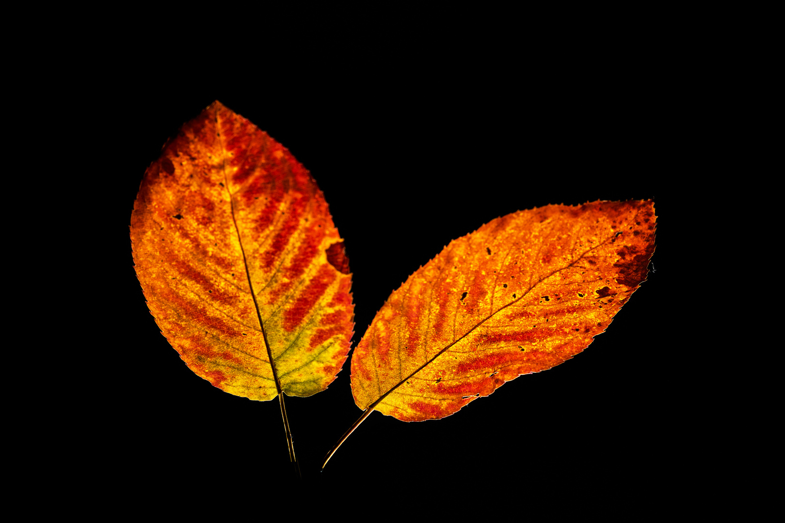 Herbstblätter im Gegenlicht 05