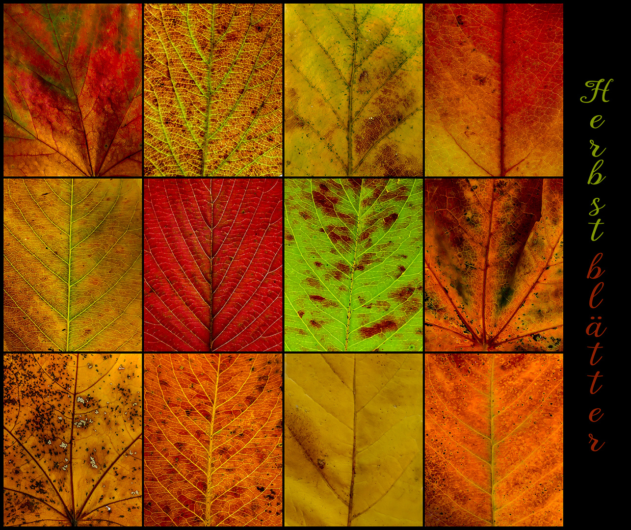 HERBSTBLÄTTER    im Gegenlicht