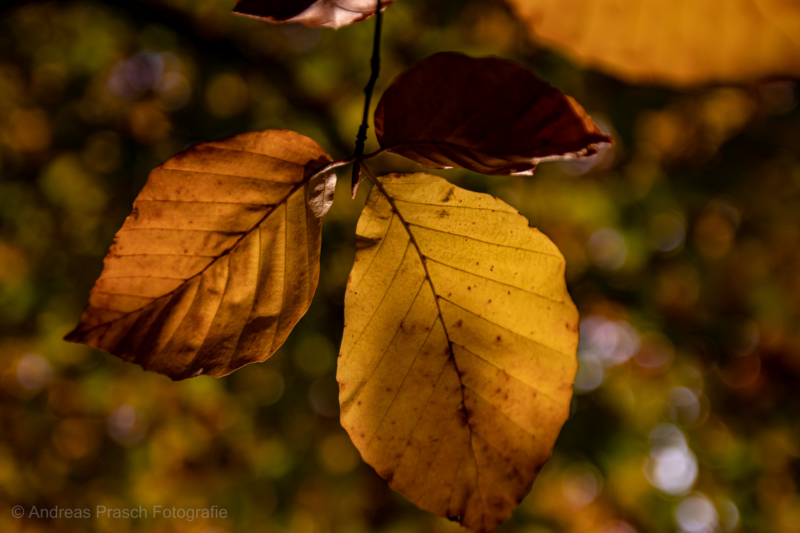 Herbstblätter im Gegenlicht