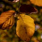 Herbstblätter im Gegenlicht