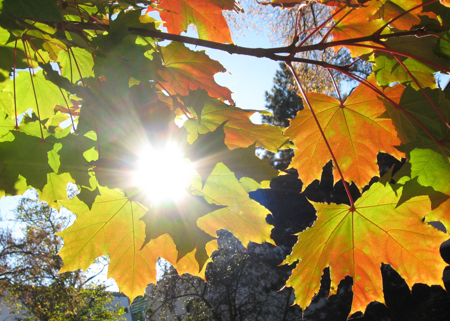 Herbstblätter im Gegenlicht