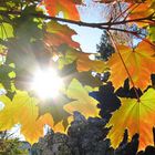 Herbstblätter im Gegenlicht