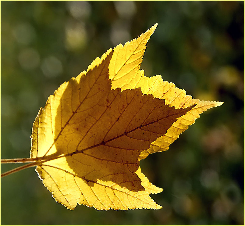 Herbstblätter im Gegenlicht RELOAD