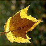 Herbstblätter im Gegenlicht RELOAD