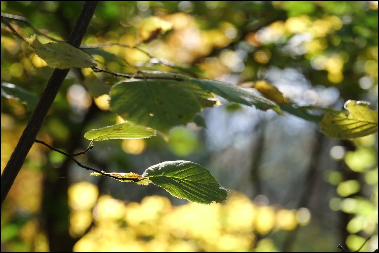 Herbstblätter im Licht.