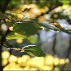 Herbstblätter im Licht.