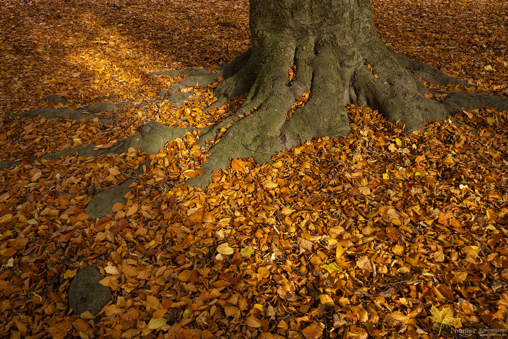 Herbstblätter im Licht