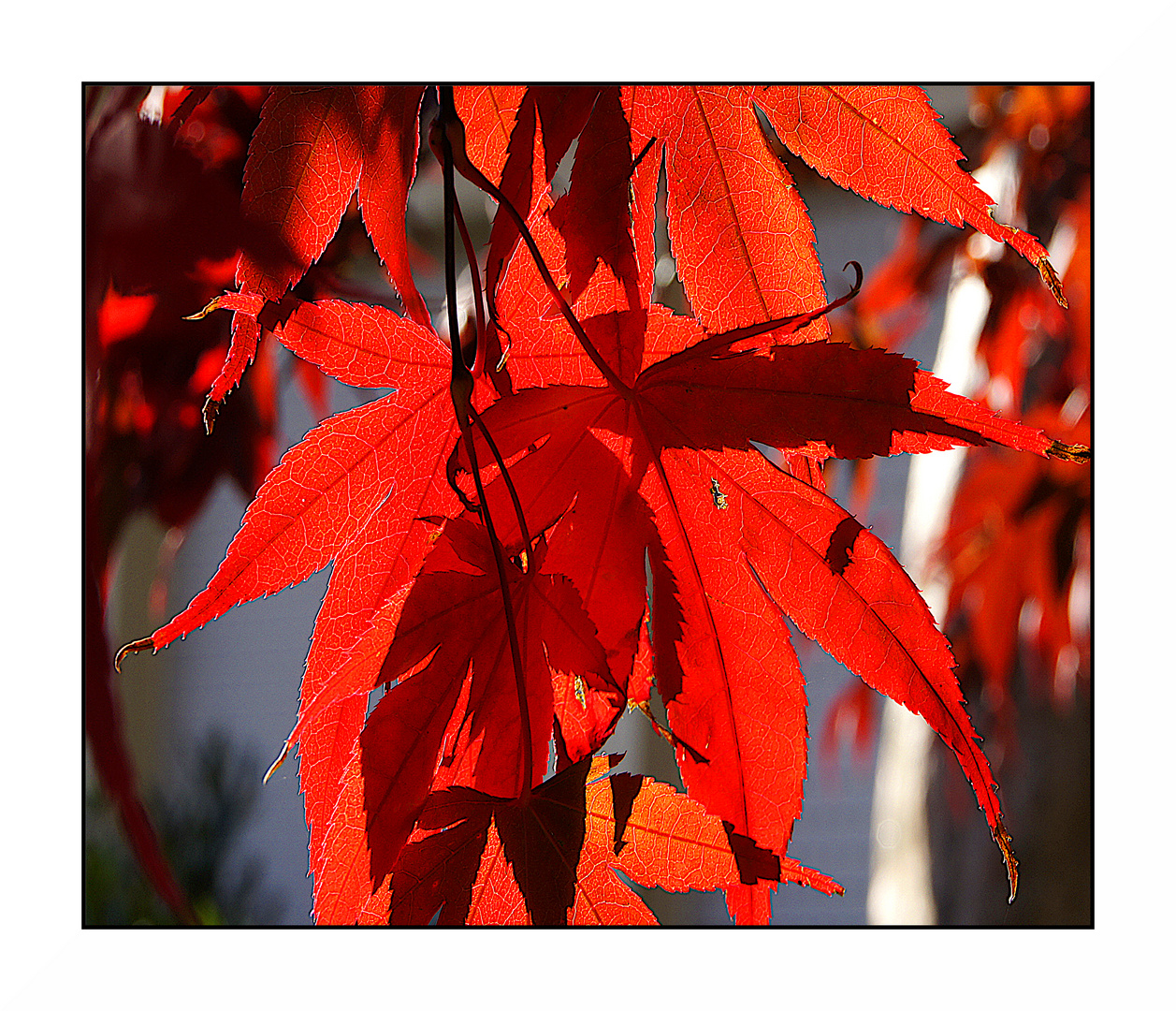 Herbstblätter im Licht der Sonne