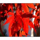 Herbstblätter im Licht der Sonne