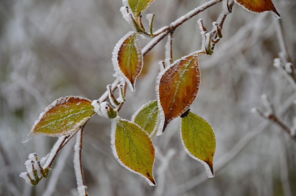 Herbstblätter im Raureif Foto &amp; Bild | jahreszeiten, winter, pflanzen