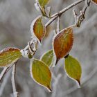 Herbstblätter im Raureif