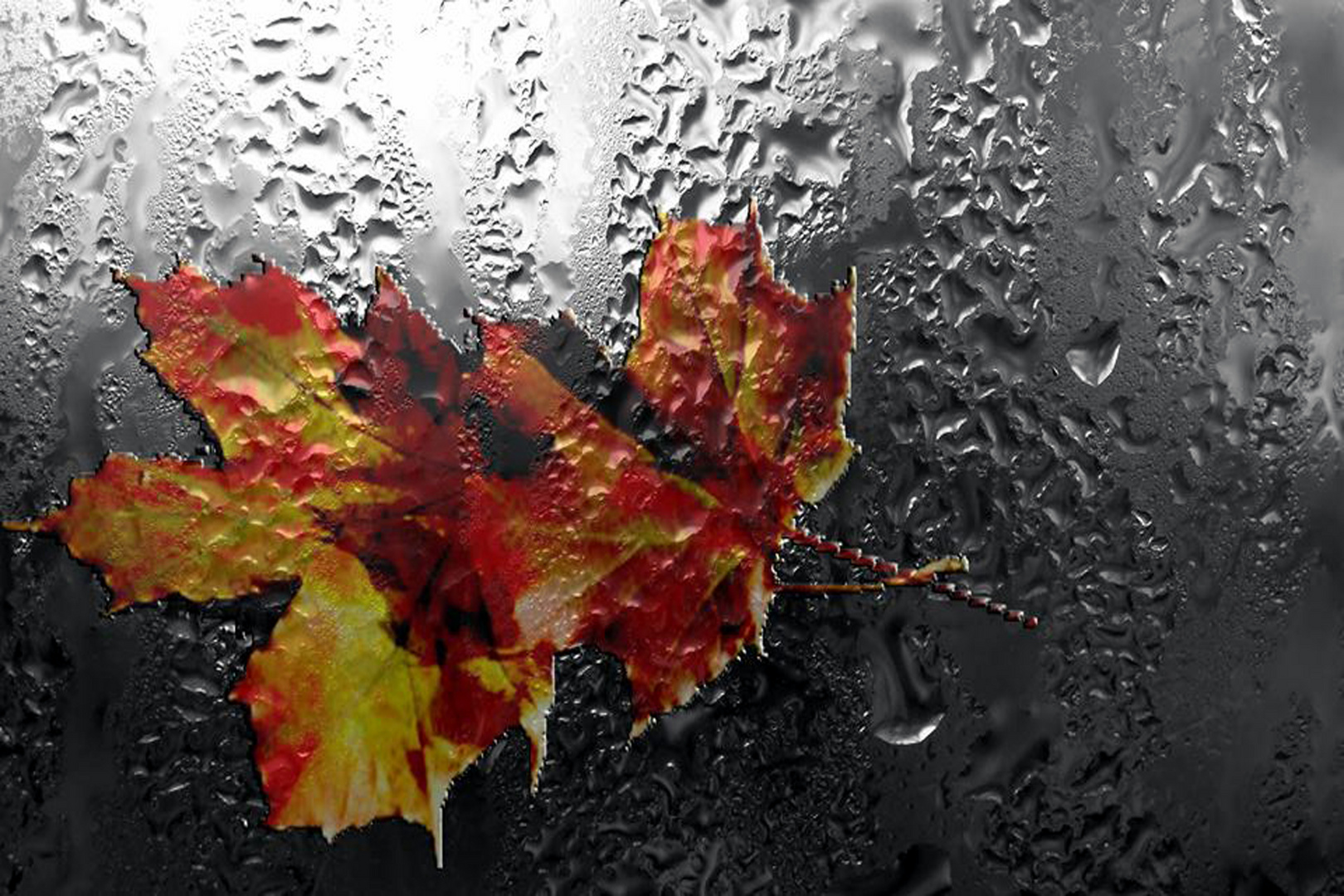 Herbstblätter im Regen