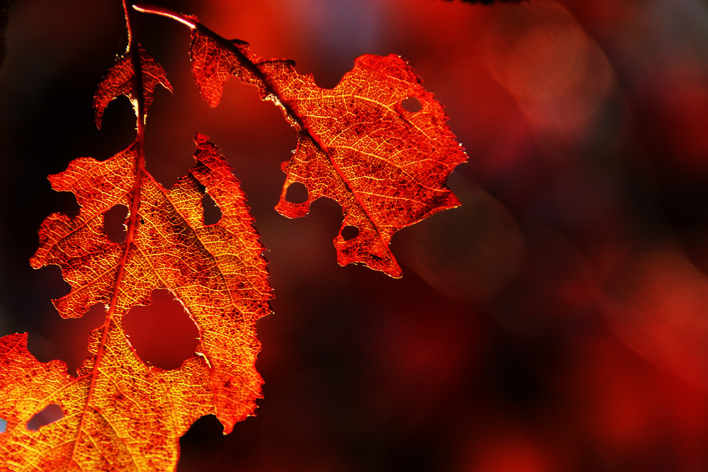 Herbstblätter im "Rot-Fieber"