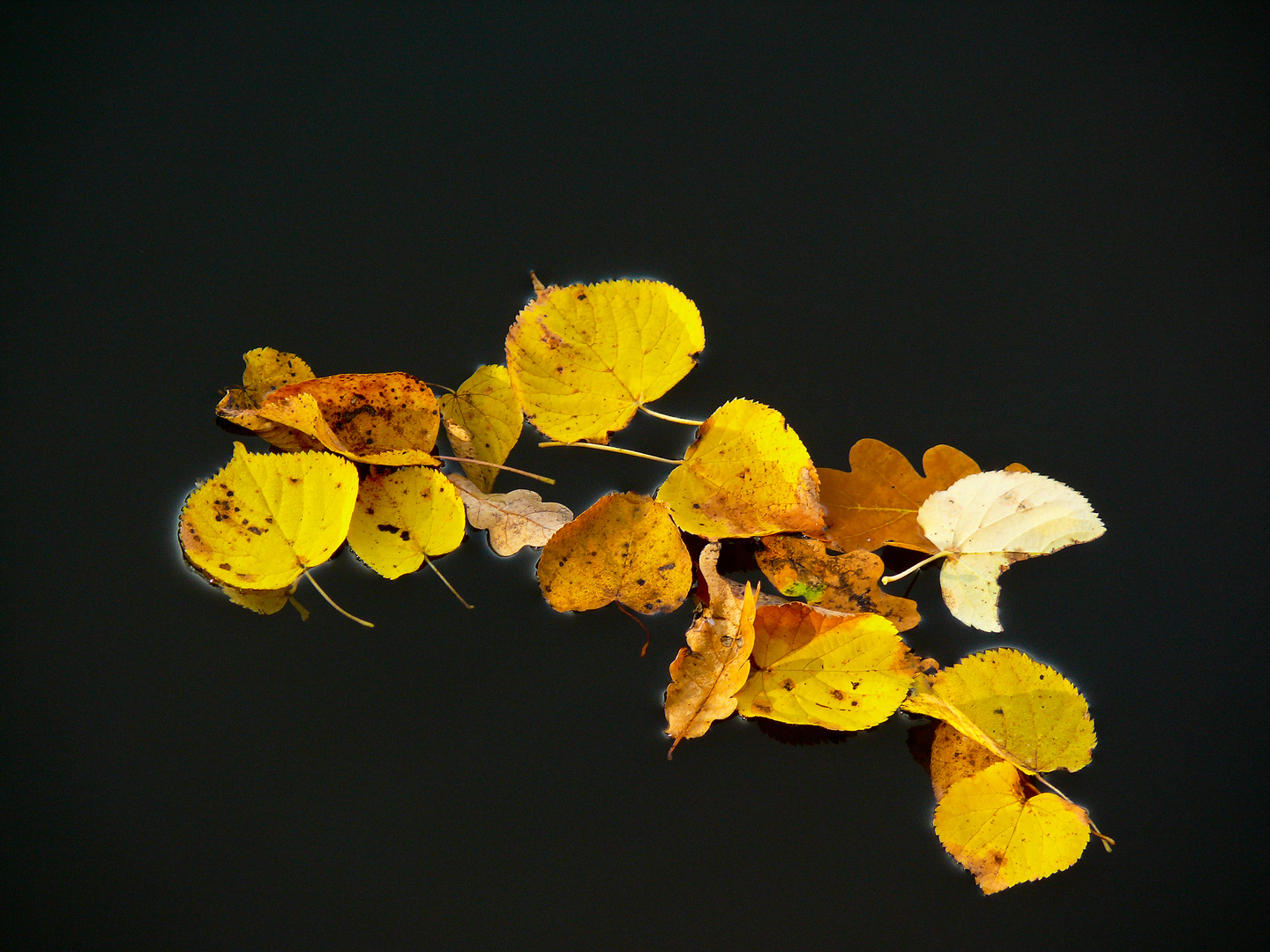 Herbstblätter im schwarzen Wasser