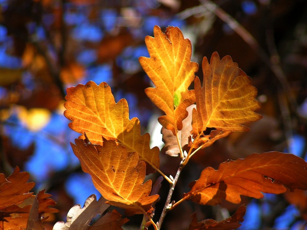 Herbstblätter im Sonnenlicht