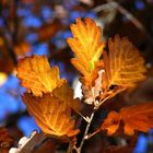 Herbstblätter im Sonnenlicht