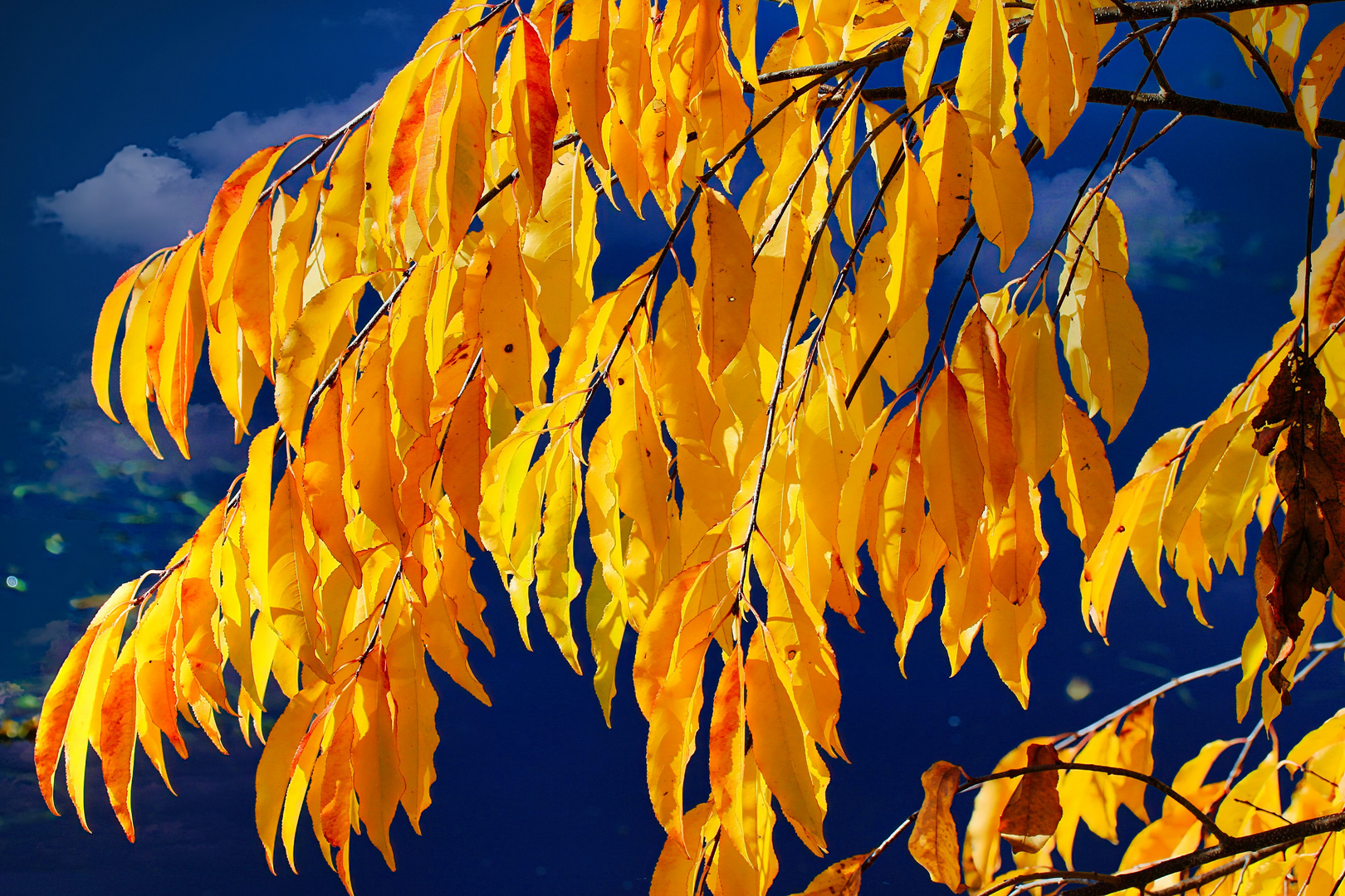 Herbstblätter im Sonnenlicht