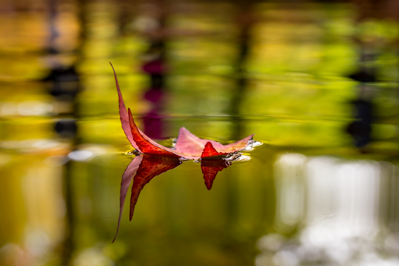 Herbstblätter im Wasser