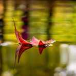 Herbstblätter im Wasser