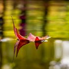 Herbstblätter im Wasser