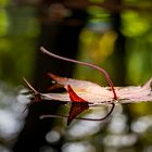 Herbstblätter im Wasser